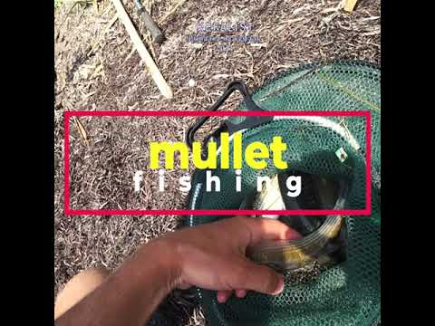 #shorts fishing, рыбалка, риболовля, pesca, balıqçılıq, 釣り, balık tutma, балық аулау, თევზჭერის